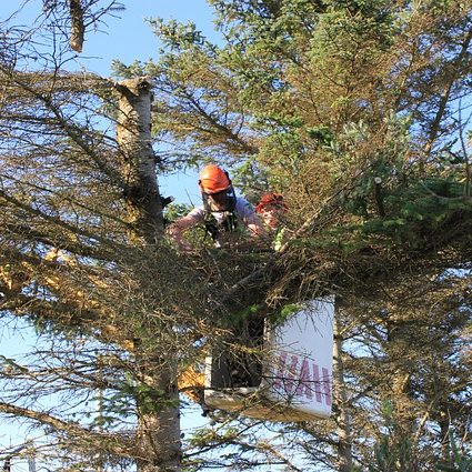 tree removal service